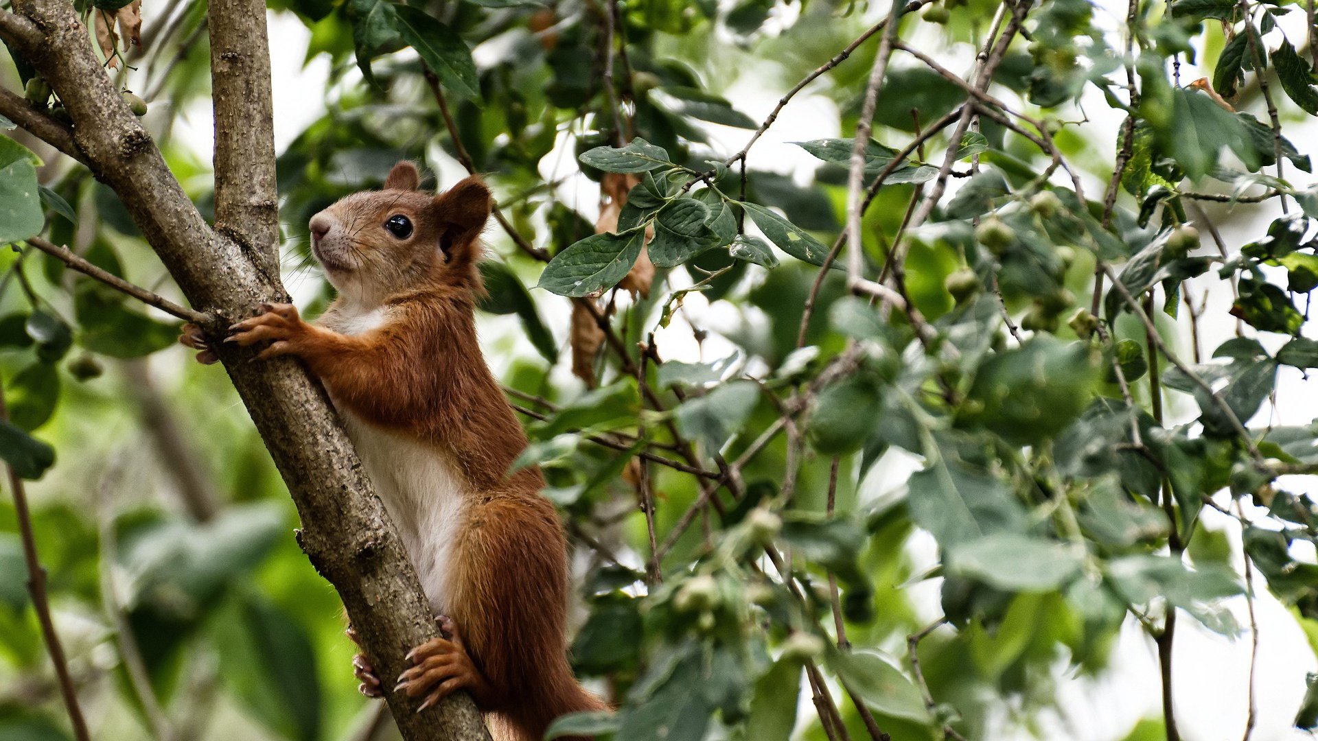 跨越太平洋的绝杀,范弗利特空砍51分,北京队加时压哨掀翻篮网