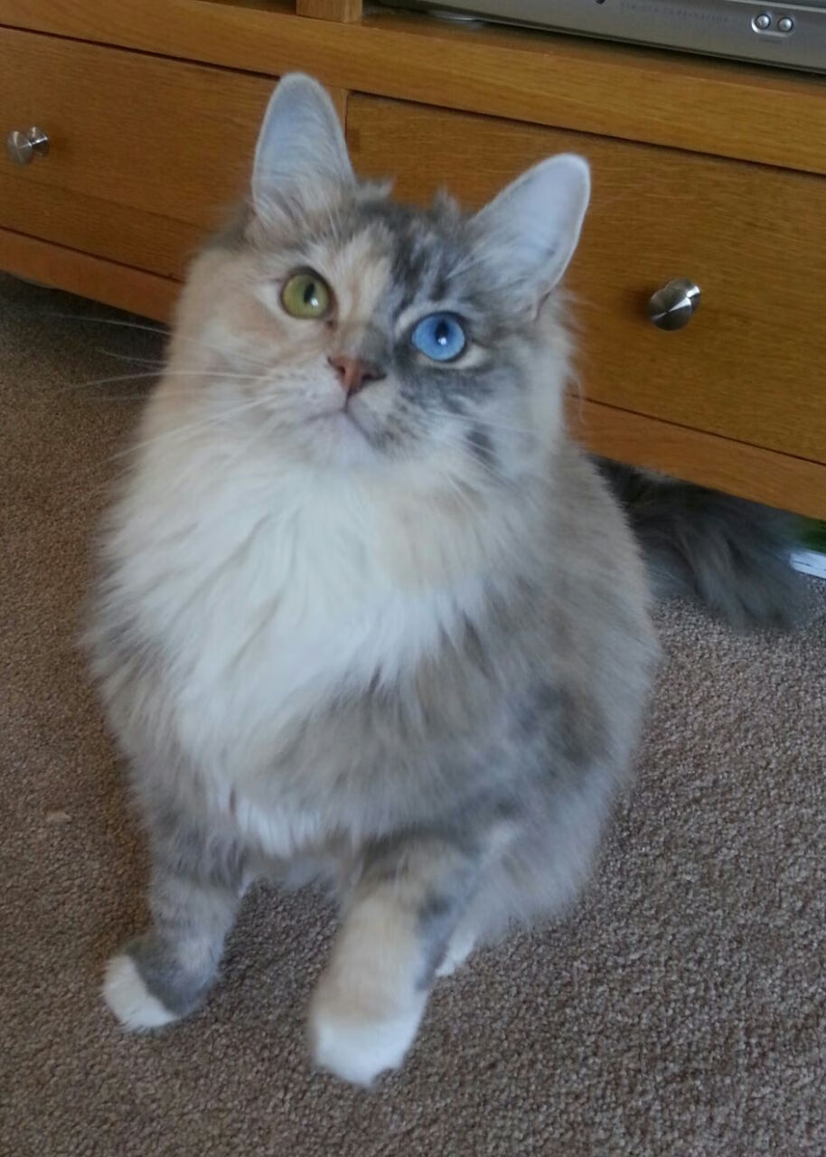 唯一性的胜利，跨界巨星在决胜时刻的闪耀