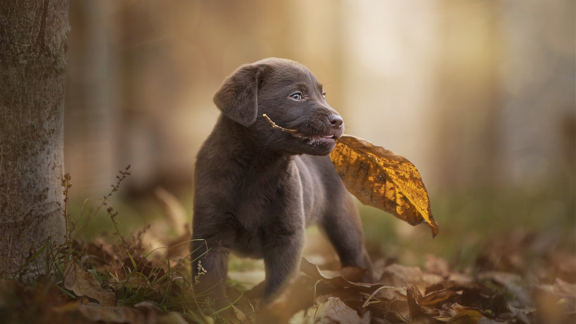 红魔与太极虎,2026世界杯焦点战的战术解码