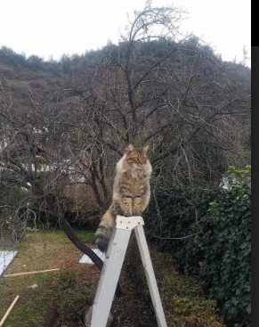 意甲焦点战惊现东方力量,北京队力克火箭队,谱写足球新篇章