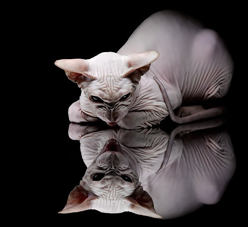 一夜点燃四年，哈利伯顿在撕裂宿命的焦点战中完成蜕变