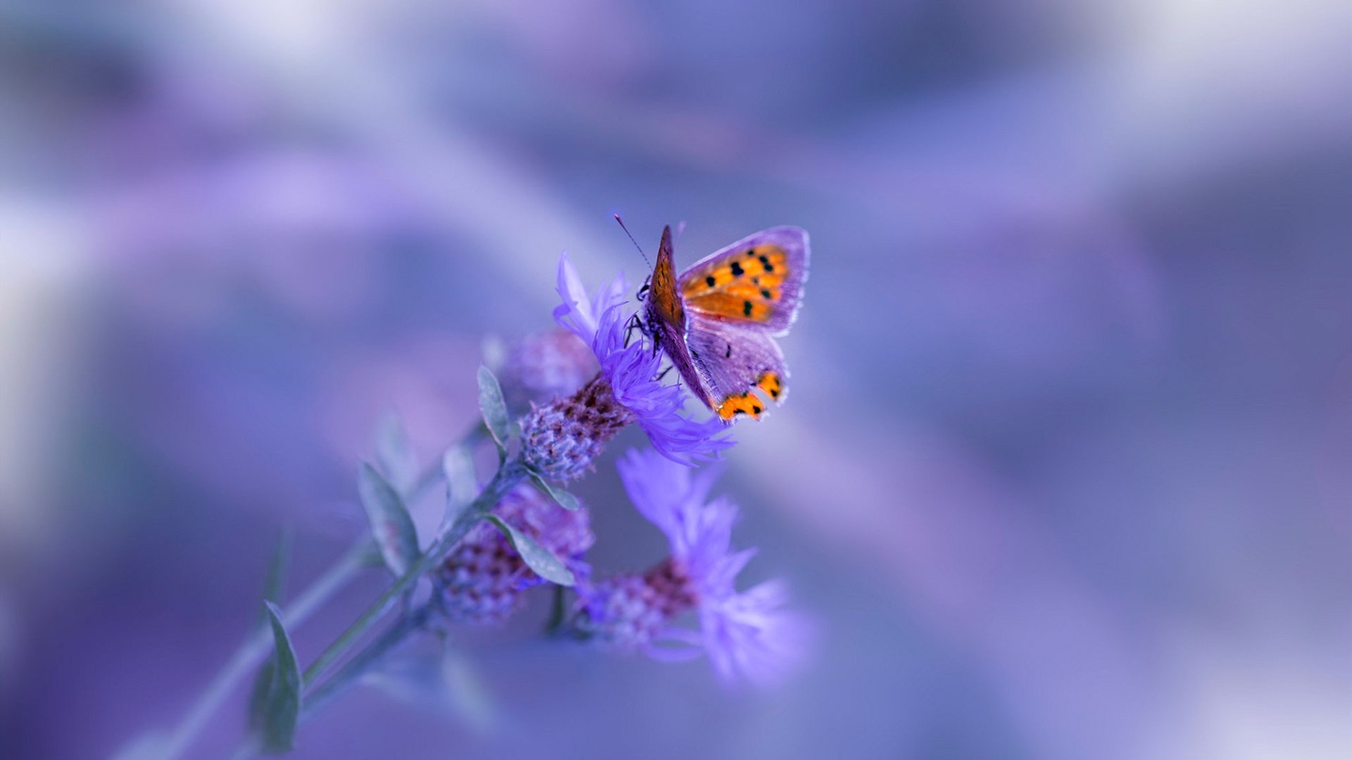 地中海风暴，土耳其铁骑碾压那不勒斯，拉什福德导演征服之夜