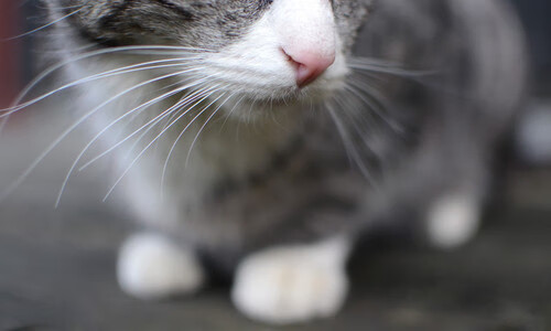 当克莱的剑与东契奇的魔法合璧,独行侠粉碎掘金背后的迁徙关键先生