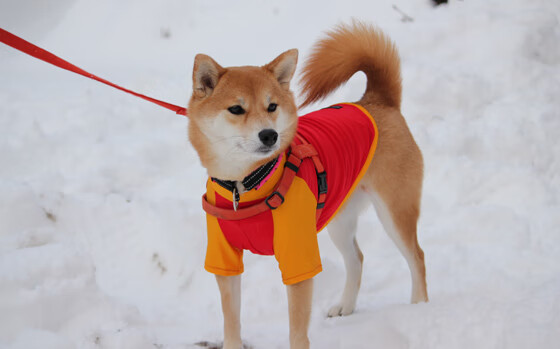 小国雄心，冰岛关键战掀翻克罗地亚，奥运周期焦点战见证硬仗奇迹