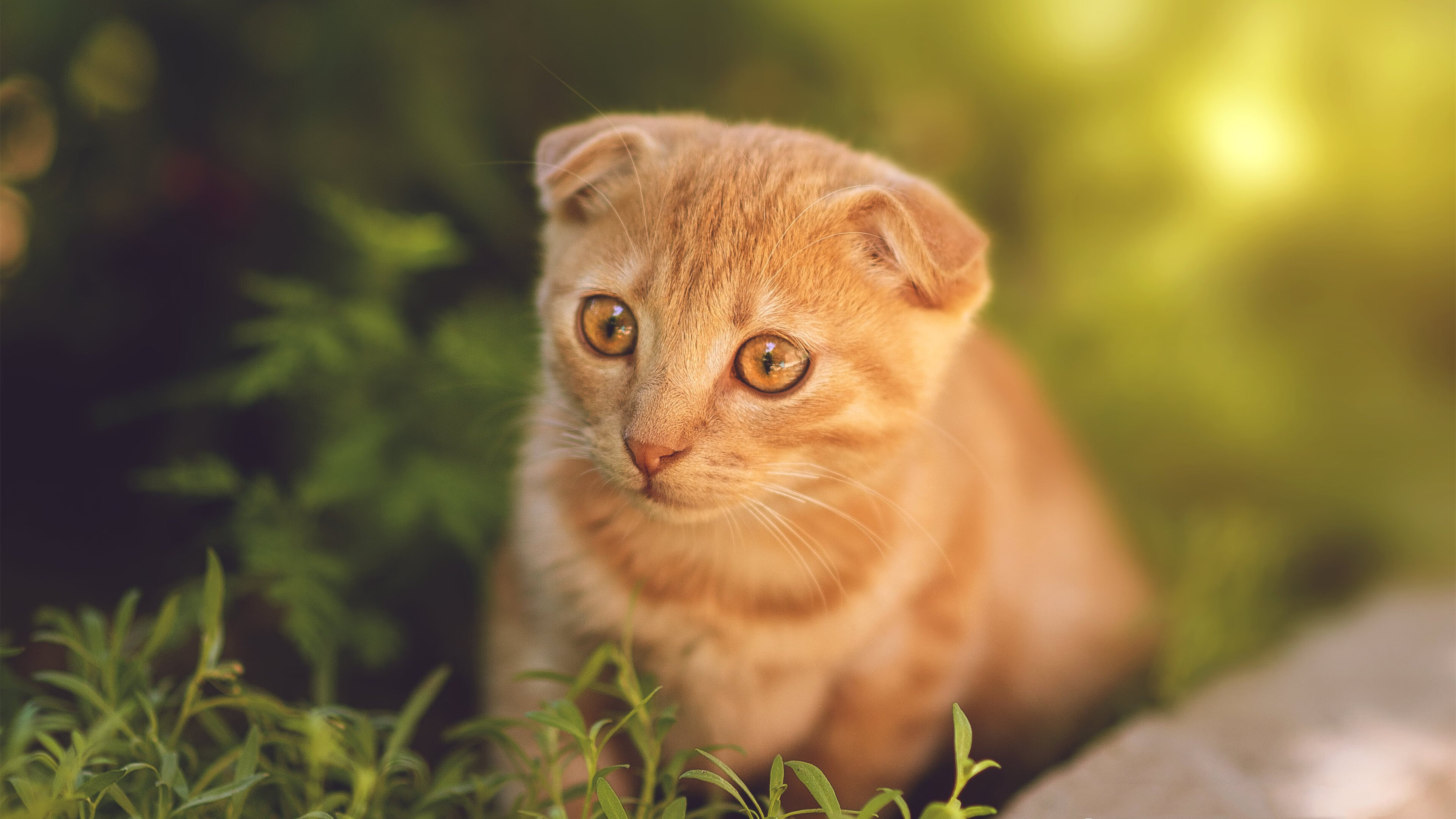 制胜三分定乾坤,贝恩关键时刻的掌控者