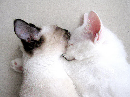 寂静猎手，黄蜂如何用一场窒息的节奏绞杀，让湖人巨星黯然失色？