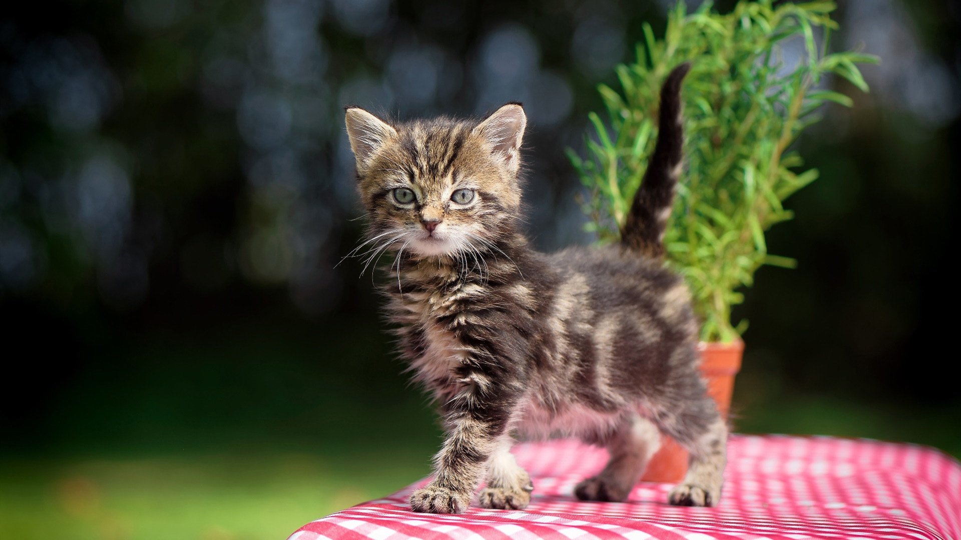 1.奥亚尔萨瓦尔主宰边路,爱尔兰绝境逢生力克南非