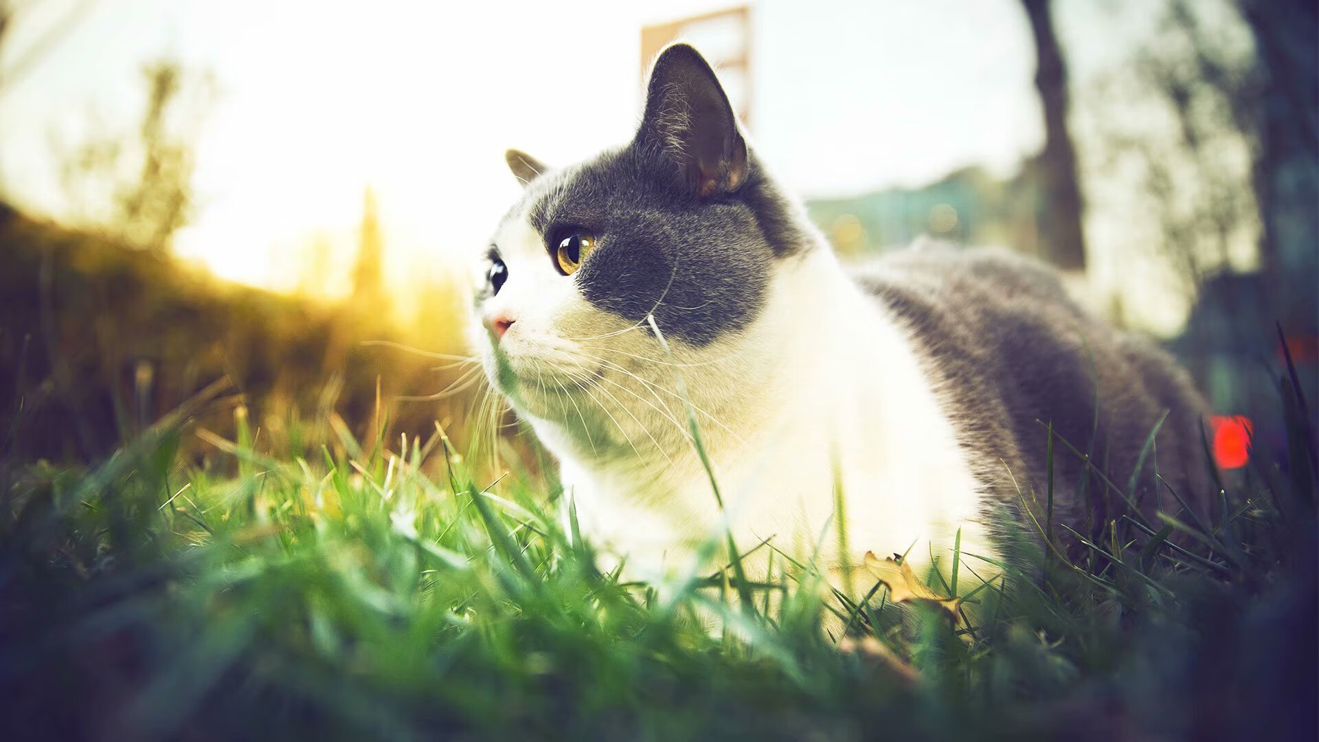 从得分王到指挥官,哈登的蜕变助独行侠粉碎太阳