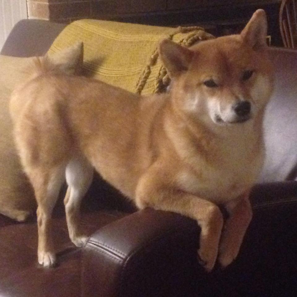 刀锋上的舞蹈，韩国血拼德国，世界杯最惨烈的卡位之战