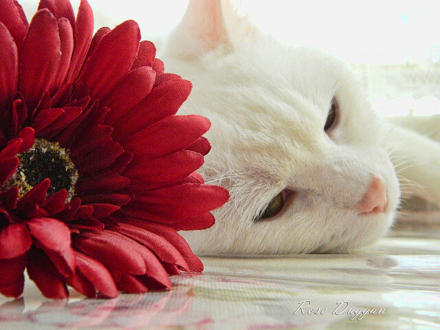 维也纳之剑出鞘！孔德关键助攻助奥地利轻取厄瓜多尔