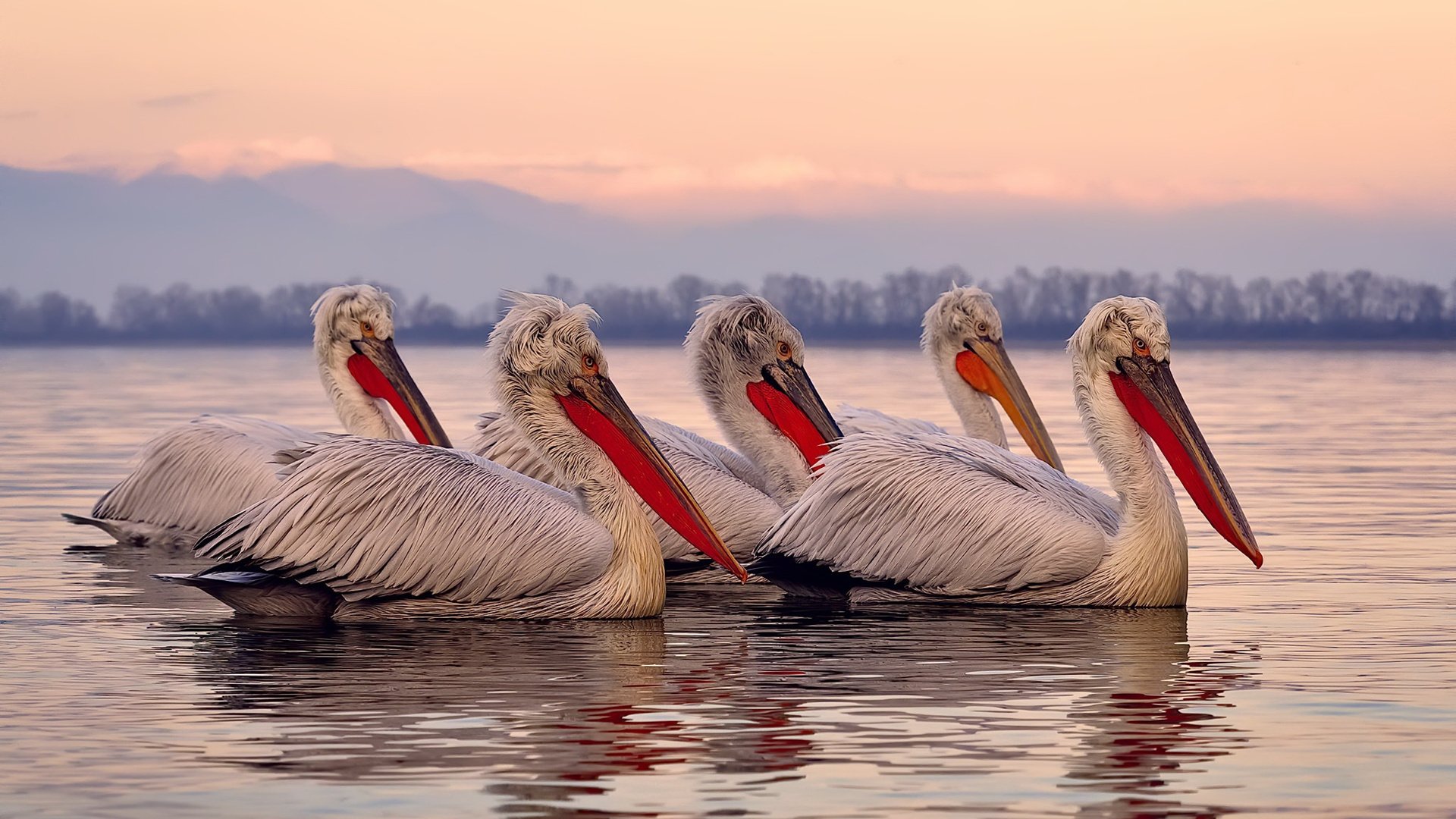 巴雷拉存在感拉满!塞内加尔淘汰赛力克突尼斯,坚韧晋级彰显冠军相
