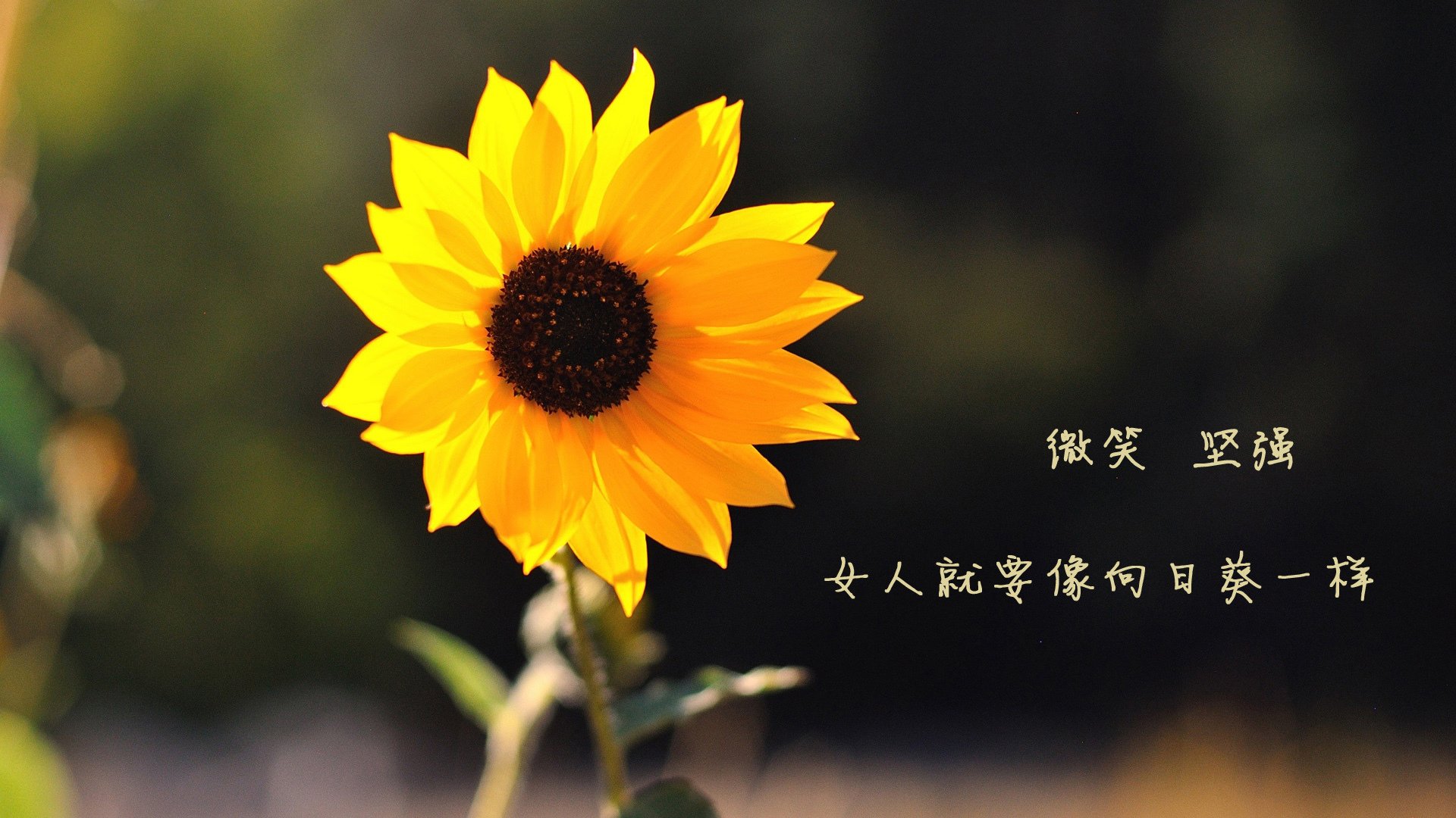 雷霆万钧！切特霍姆格伦狂轰38+15，一波流带走新疆队晋级决赛