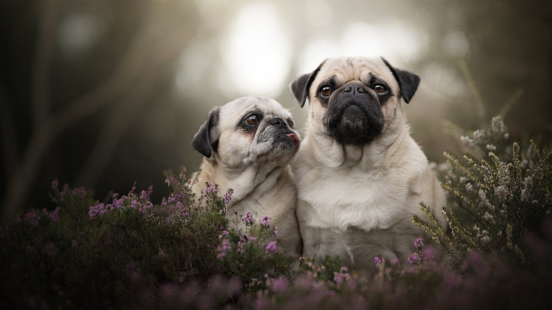 废墟上空的鹰与沙，当德里赫特末节接管比赛，雷恩冲垮埃及的隐喻