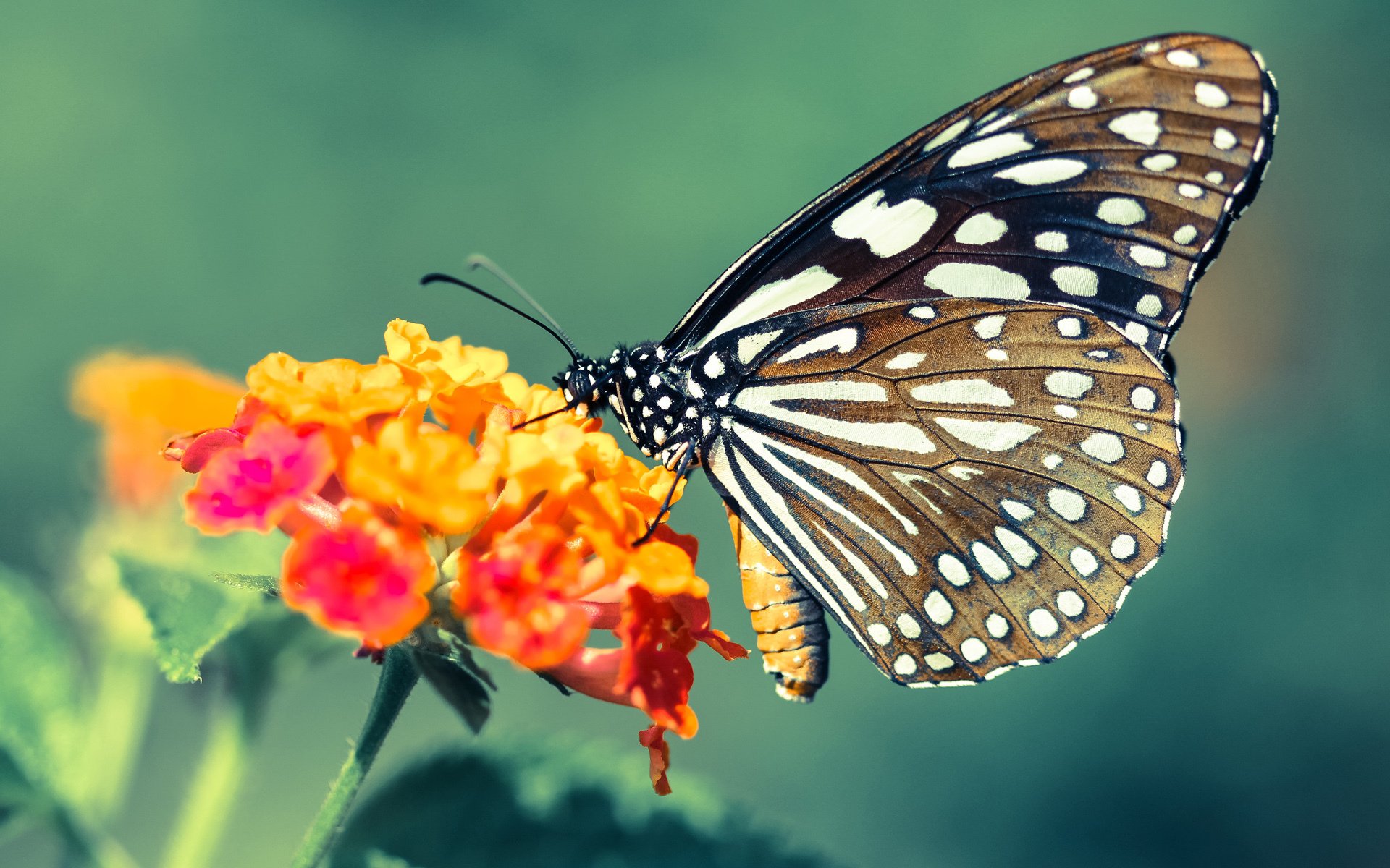 绝境下破茧成蝶，英雄盖坦布鲁诺，以己名续写亚特兰大神话
