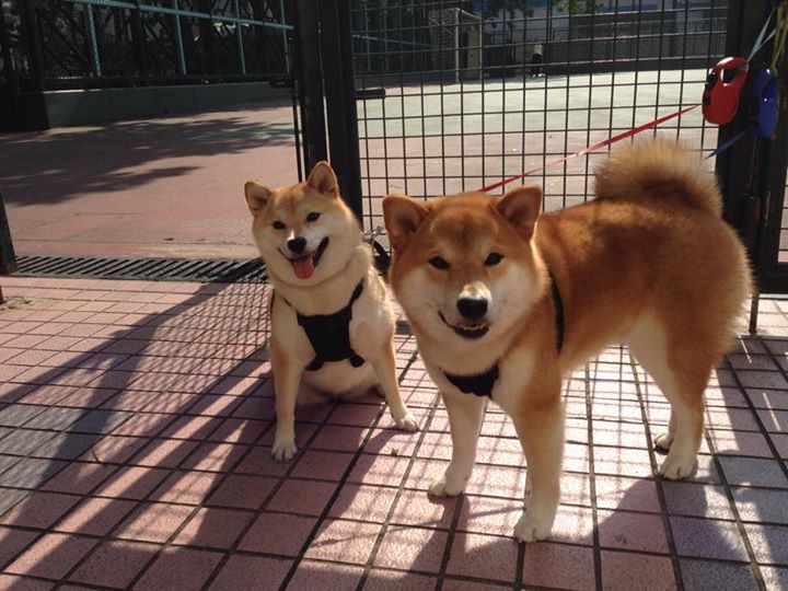 显微镜与聚光灯，当特雷·杨遇见舞台越大越强的布伦森