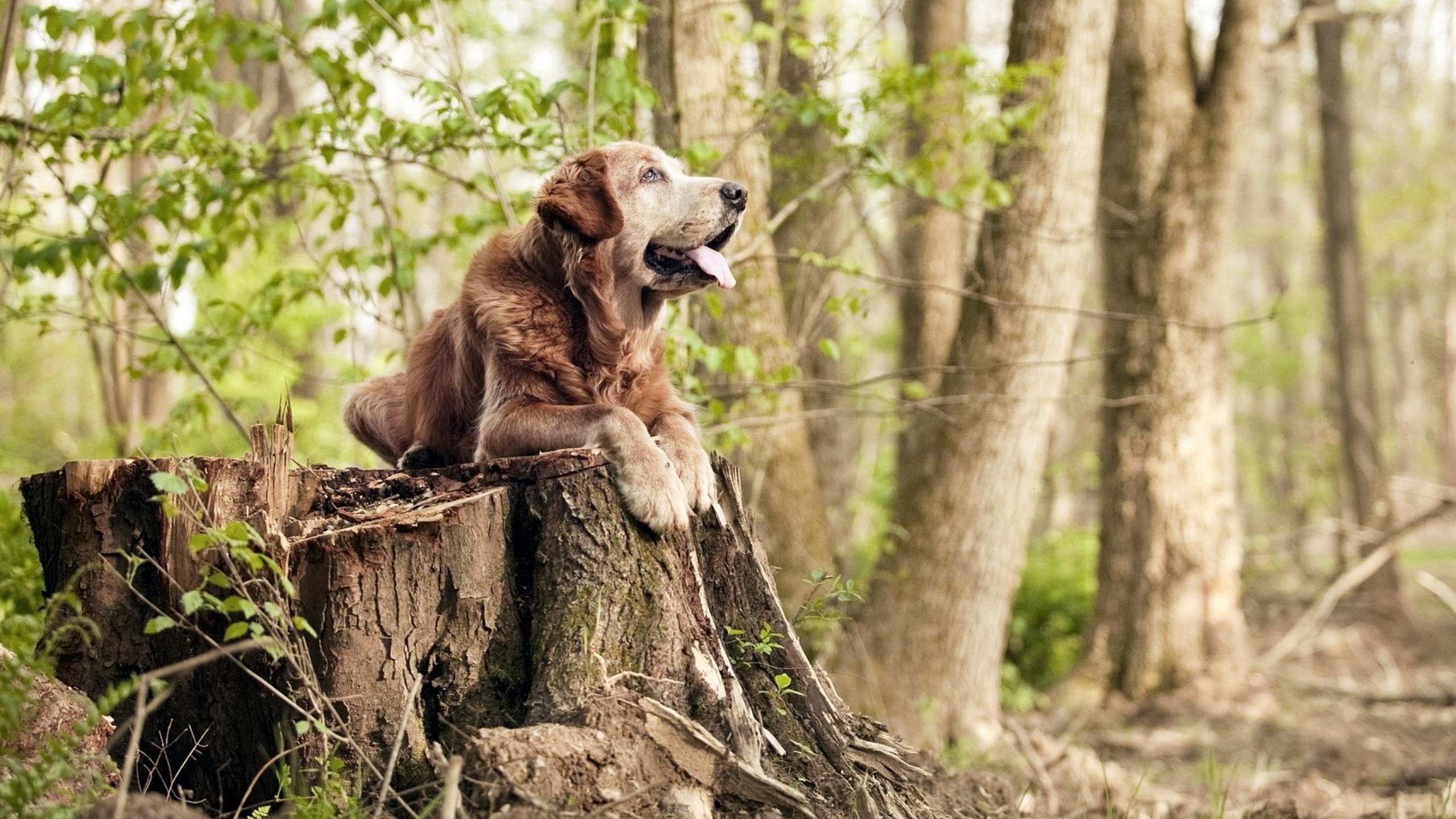 开云sport-虚拟足球大史记，智利铁骑粉碎毕尔巴鄂，楚阿梅尼惊世奔袭定乾坤