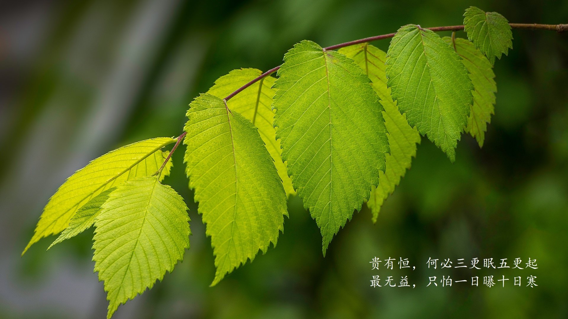 高卢雄鸡坠入深渊,太极虎绝地反噬,佩德里用一记手术刀切开死亡之组